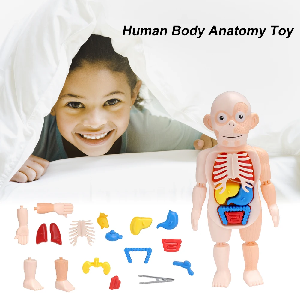DIY Assembled Toys Kits 3D Human Body Organ Anatomy Model Puzzle Educational Learning Medical Teaching Toys
DIY Assembled Toys Kits 3D Human Body Organ Anatomy Model Puzzle Educational Learning Medical Teaching Toys