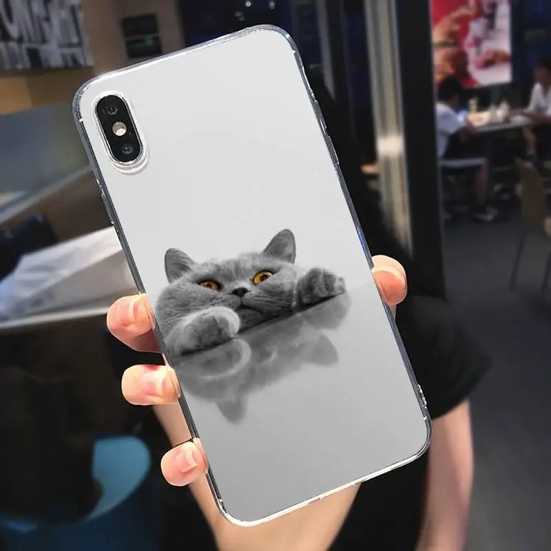 Cute animal British Shorthair cat Phone Case Transparent soft For iphone 5 5s 5c se 6 6s 7 8 11 12 plus mini x xs xr pro max
Cute animal British Shorthair cat Phone Case Transparent soft For iphone 5 5s 5c se 6 6s 7 8 11 12 plus mini x xs xr pro max