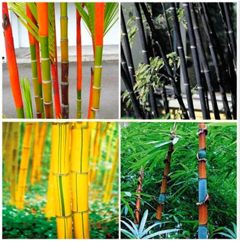 

30Pcs Rare Giant Moso Bamboo Seeds Potted Home Bathroom Cabinet Colorful Nature Plants Home Bambusa Lako Tree Furniture S8-K