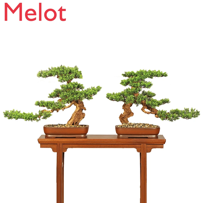 Zen Welcome Pine Podocarpus Macrophyllus Bonsai Indoor Emulational Greenery Bonsai Floor-Standing Housewarming Gift Decoration
Zen Welcome Pine Podocarpus Macrophyllus Bonsai Indoor Emulational Greenery Bonsai Floor-Standing Housewarming Gift Decoration