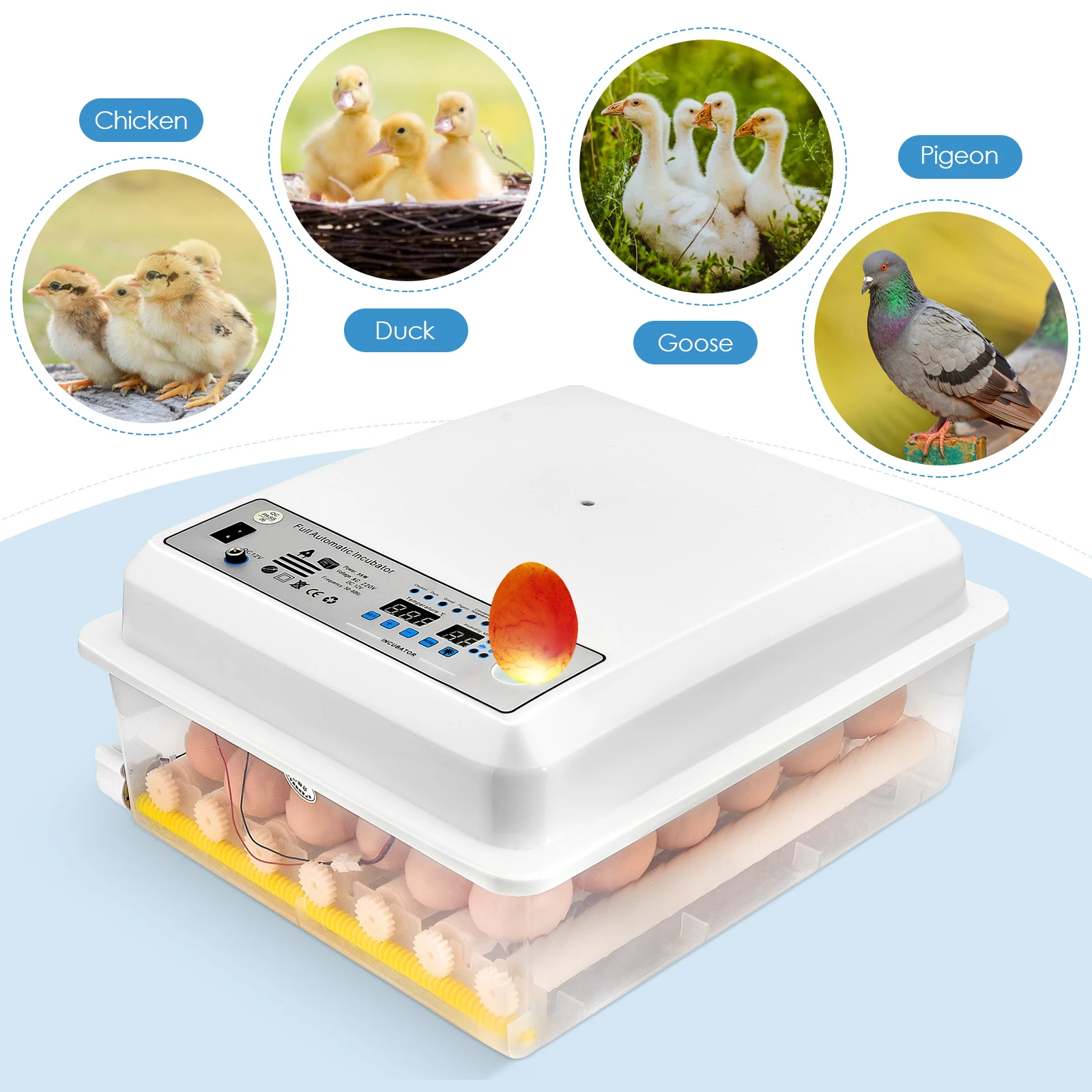 Eggs BIncubator 36 Eggs Digital Mini Automatic Intelligent Chicken Duck Goose Pigeon Peacock Incubator Brooding Machine
Eggs BIncubator 36 Eggs Digital Mini Automatic Intelligent Chicken Duck Goose Pigeon Peacock Incubator Brooding Machine