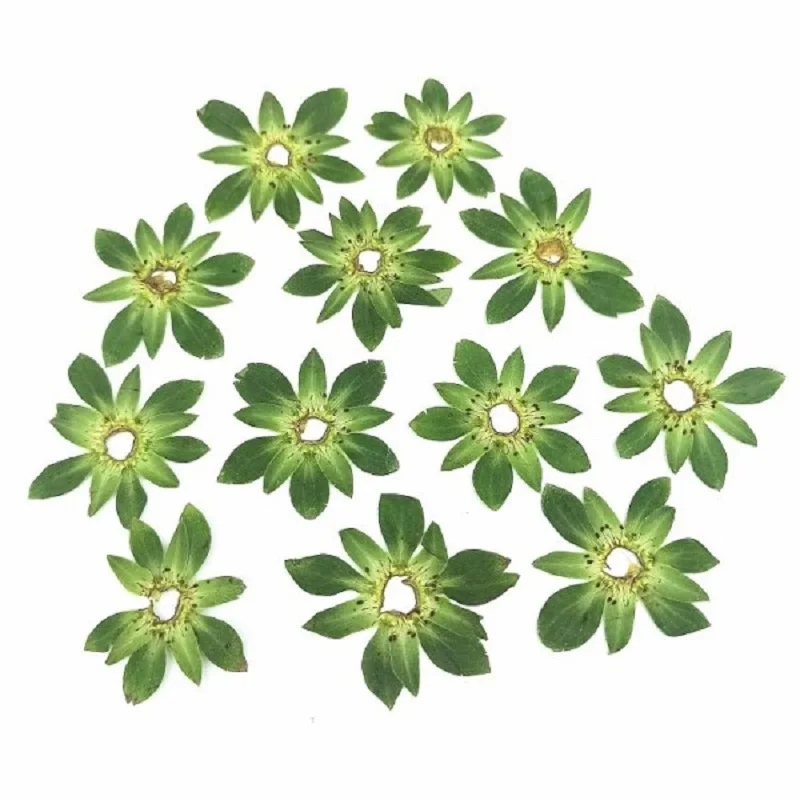 100pcs Pressed Dried Strawberry Leaf Flower Herbarium For Epoxy Resin Makeup Jewelry Postcard Invitation Card Phone Case DIY
100pcs Pressed Dried Strawberry Leaf Flower Herbarium For Epoxy Resin Makeup Jewelry Postcard Invitation Card Phone Case DIY
