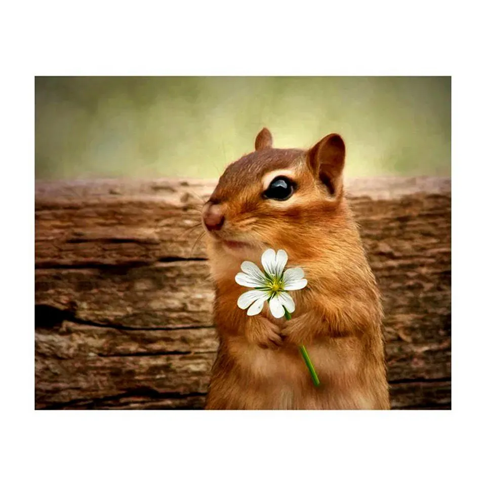 Home 5D DIY custom photo diamond painting kit full of stone inlay embroidery cross stitch animal "Little Mouse" home decor gift
Home 5D DIY custom photo diamond painting kit full of stone inlay embroidery cross stitch animal "Little Mouse" home decor gift