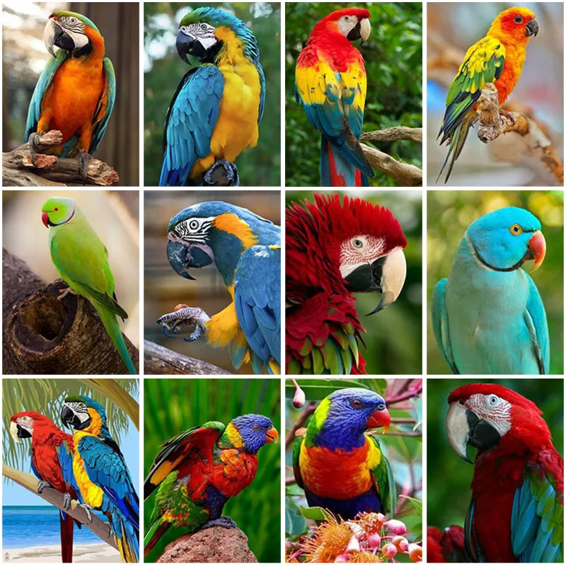 5D DIY Diamond Painting Parrot Full Square Round Drill Birds Animal Diamond Embroidery Cross Stitch Mosaic Kits Handmade Gift
5D DIY Diamond Painting Parrot Full Square Round Drill Birds Animal Diamond Embroidery Cross Stitch Mosaic Kits Handmade Gift