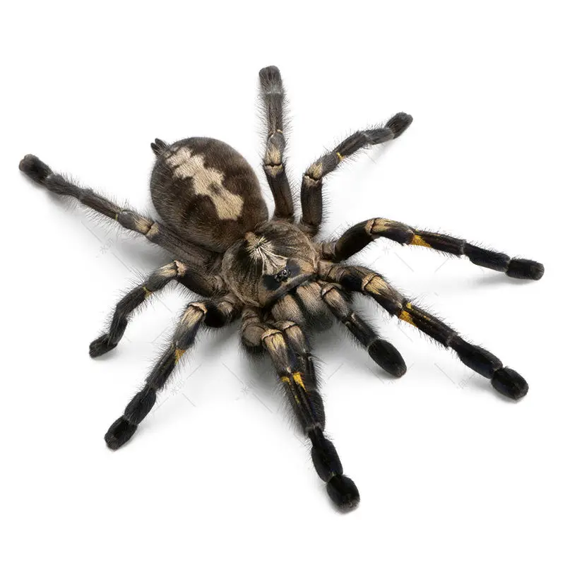 Automobile creative sticker scratch personalized three-dimensional shielding decoration body waterproof sticker scratch sticker
Automobile creative sticker scratch personalized three-dimensional shielding decoration body waterproof sticker scratch sticker