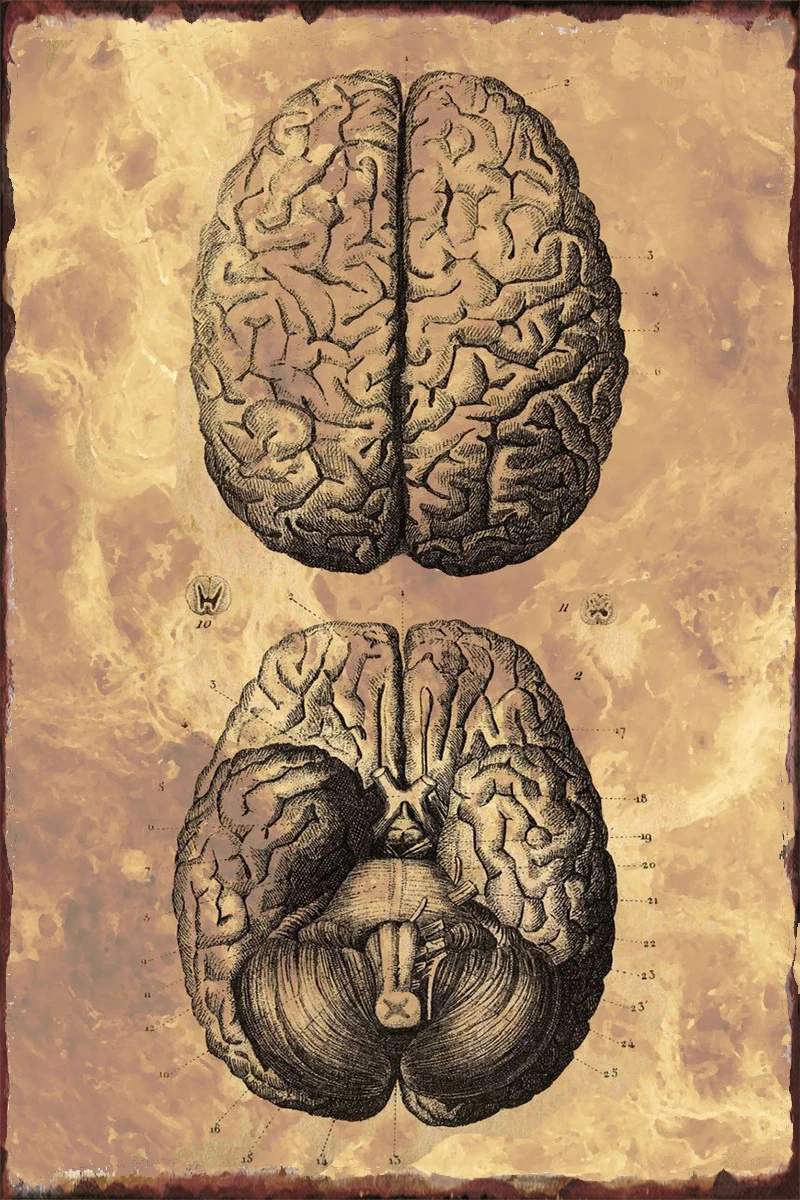 Anatomy Design Brain Room Decoration Retro Vintage Metal Sign Tin Sign Tin Plates Wall Decor For Man Cave Cafe Pub Home Club
Anatomy Design Brain Room Decoration Retro Vintage Metal Sign Tin Sign Tin Plates Wall Decor For Man Cave Cafe Pub Home Club