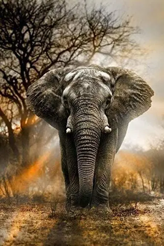 African Elephant Silhouette Sunset Retro Street Sign Household Bar Cafe Car Motorcycle Garage Decoration Supplies12 X 8 Inch
African Elephant Silhouette Sunset Retro Street Sign Household Bar Cafe Car Motorcycle Garage Decoration Supplies12 X 8 Inch