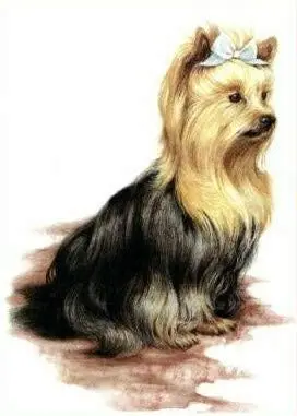 Pet Yorkshire Terrier Dog Great Tin Sign Aluminum Metal Sign Tin Sign/Aluminum Metal Sign 8x12inch
Pet Yorkshire Terrier Dog Great Tin Sign Aluminum Metal Sign Tin Sign/Aluminum Metal Sign 8x12inch