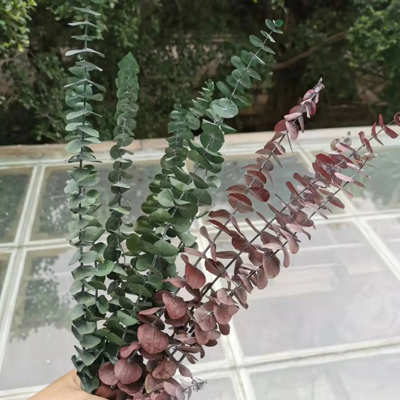 5pcs/20-30CM,Natural Preserved eucalyptus leaves Bouquet,Real Dried flower decorative plant Wedding home Christmas Decoration
5pcs/20-30CM,Natural Preserved eucalyptus leaves Bouquet,Real Dried flower decorative plant Wedding home Christmas Decoration