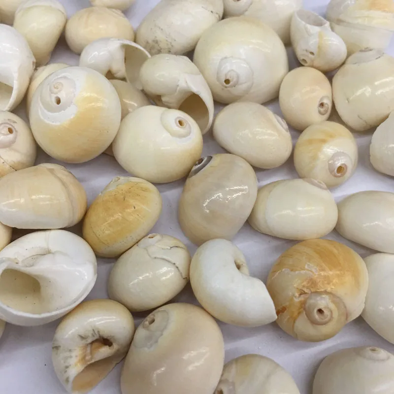 Natural shell fashion conch Pendants Charms Necklace pendant for Jewelry Making DIY Bracelet Necklaces Accessories Size 15x18mm
Natural shell fashion conch Pendants Charms Necklace pendant for Jewelry Making DIY Bracelet Necklaces Accessories Size 15x18mm