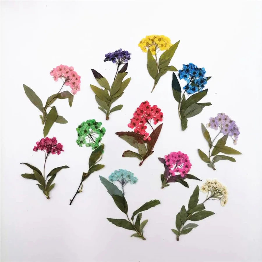 60pcs Pressed Dried Plum Blossom Flower Plants Herbarium For Jewelry Phone Case Photo Frame Bookmark Scrapbook Postcard DIY
60pcs Pressed Dried Plum Blossom Flower Plants Herbarium For Jewelry Phone Case Photo Frame Bookmark Scrapbook Postcard DIY