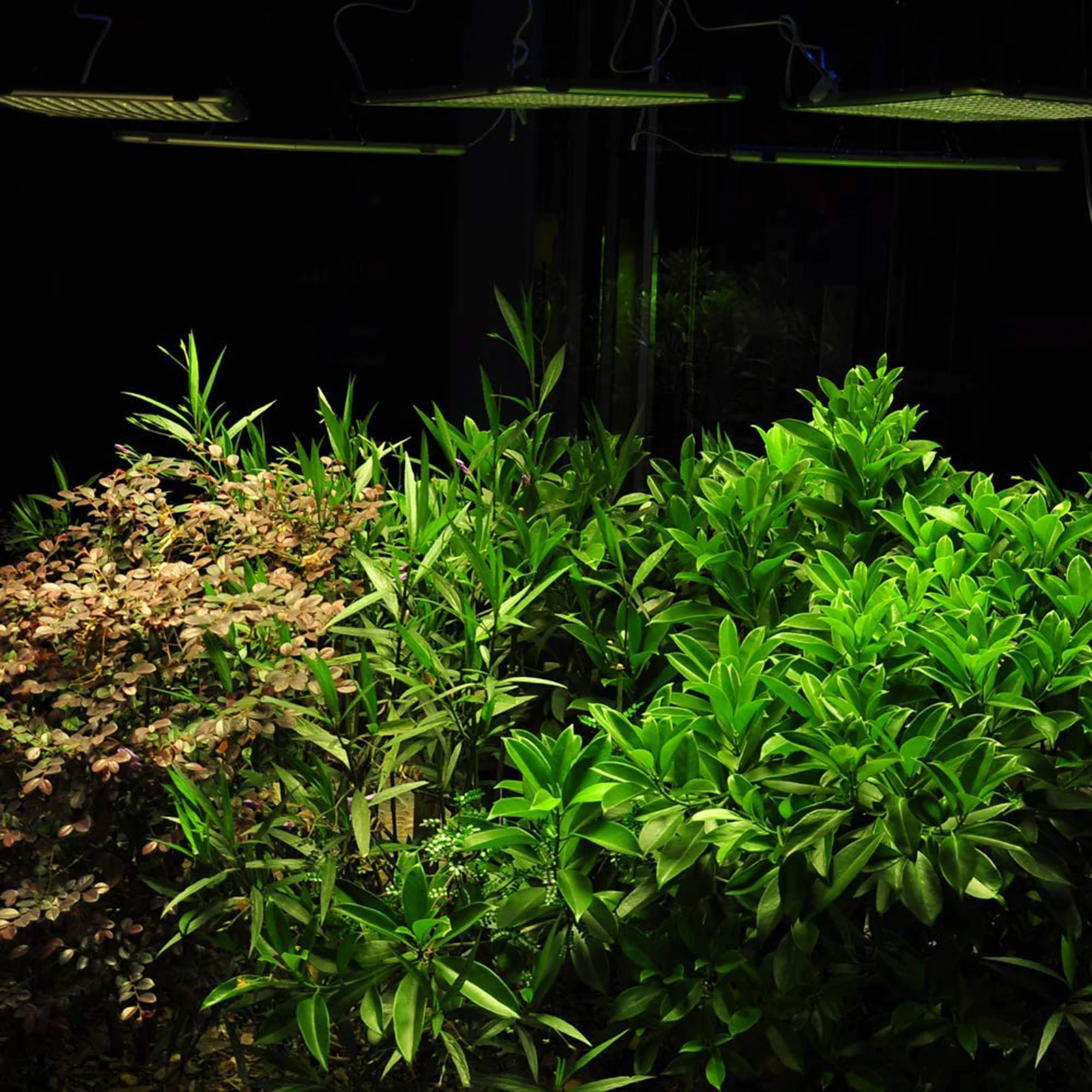 LED Plant Lamp Full Spectrum Plant Lamp 300W Foldable 338 LEDs Plant Light for Indoor Plants Pet Products
LED Plant Lamp Full Spectrum Plant Lamp 300W Foldable 338 LEDs Plant Light for Indoor Plants Pet Products