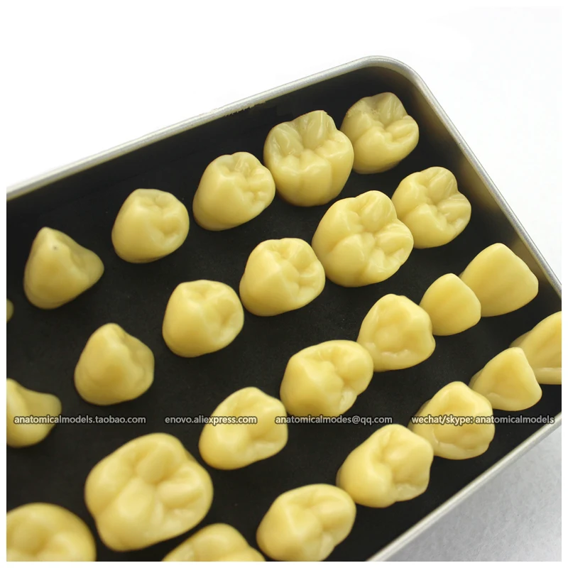 CMAM/12573 Dental- Tooth body,easy carry box, Human Oral Dental Medical Teaching Anatomical Model
CMAM/12573 Dental- Tooth body,easy carry box, Human Oral Dental Medical Teaching Anatomical Model