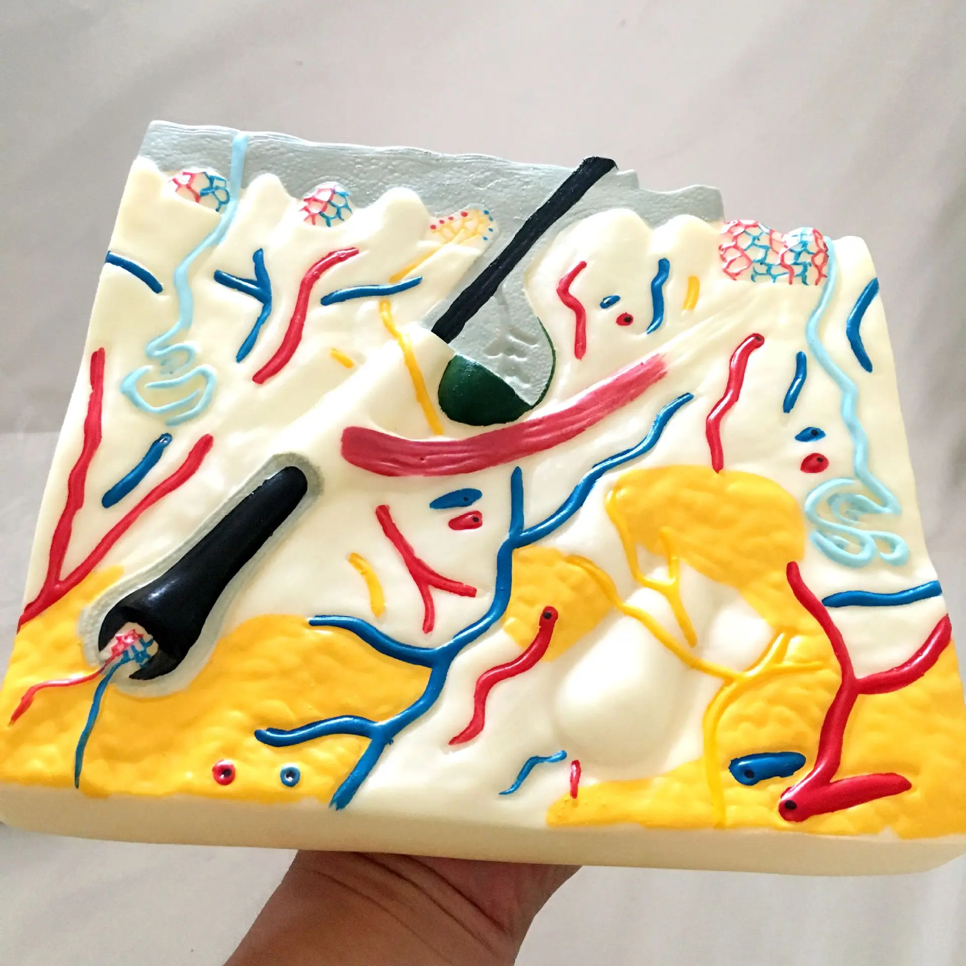 Human Skin Tissue Structure Anatomical Model Skin Enlargement Model Minimally Invasive Skin Management Medical Teaching Aids
Human Skin Tissue Structure Anatomical Model Skin Enlargement Model Minimally Invasive Skin Management Medical Teaching Aids