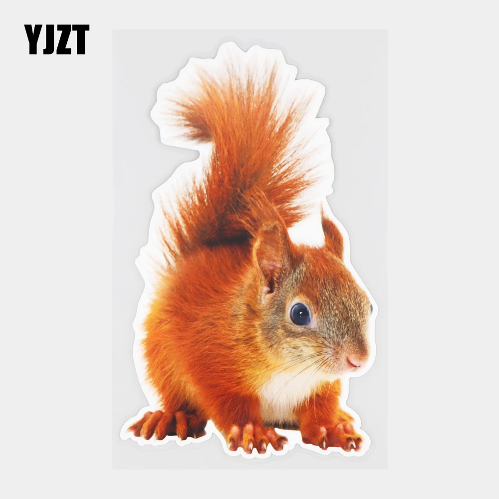 YJZT 11.4×18.8CM Red Squirrel Fashion Body Decoration Car Sticker Cute Animal Vinyl Decals 21A-1003
YJZT 11.4×18.8CM Red Squirrel Fashion Body Decoration Car Sticker Cute Animal Vinyl Decals 21A-1003