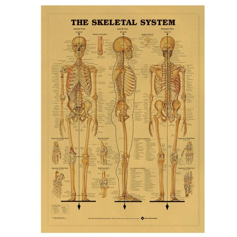 Винтажный медицинский постер The Skeleton System декоративные наклейки для комнаты