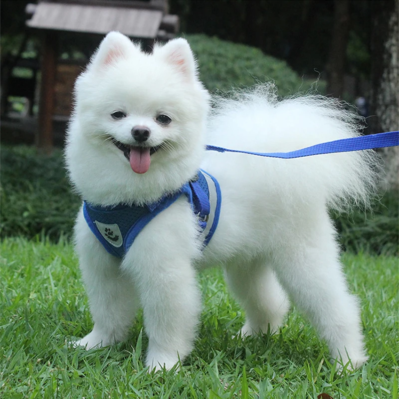 Pet Dog Vest Harness Leash Adjustable Reflective Mesh Collar Chest Strap Leash Harnesses With Traction Rope
Pet Dog Vest Harness Leash Adjustable Reflective Mesh Collar Chest Strap Leash Harnesses With Traction Rope
