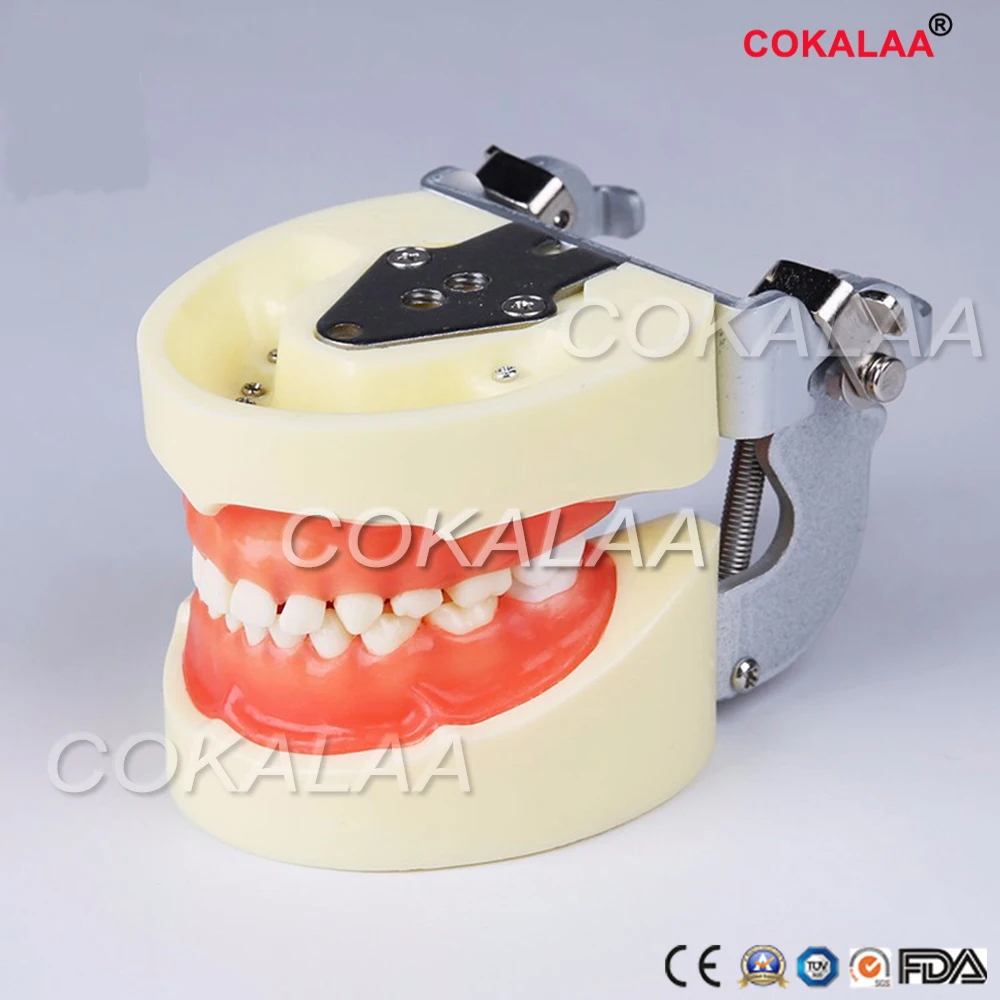 Dental Tooth Teeth Anatomical Anatomy Model Children kids' model Dental Model for frasaco / kavo head mode
Dental Tooth Teeth Anatomical Anatomy Model Children kids' model Dental Model for frasaco / kavo head mode
