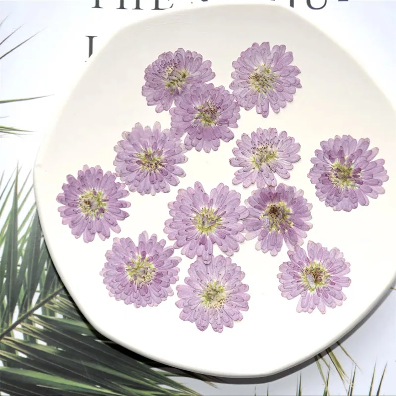 Purple Zinnia Pressed Dried Flowers for Resin, Natural Dried Flower for Resin Jewelry Making Soap and Candle Making 12pcs/bag
Purple Zinnia Pressed Dried Flowers for Resin, Natural Dried Flower for Resin Jewelry Making Soap and Candle Making 12pcs/bag