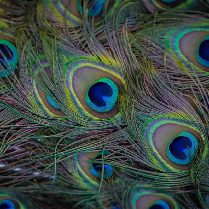High Quality Natural Peacock Feathers Jewelry Accessories Carnival Dress Corsage Decoration Emerald Eyes Plumes Crafts Wholesale
High Quality Natural Peacock Feathers Jewelry Accessories Carnival Dress Corsage Decoration Emerald Eyes Plumes Crafts Wholesale