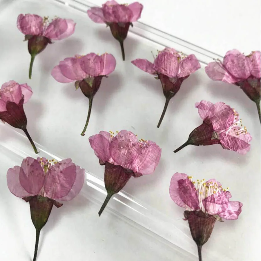 30pcs 3-5cm Pressed Dried Sakura Flowers Plants Herbarium For Epoxy Resin Jewelry Postcard Photo Frame Candle Craft&Art DIY
30pcs 3-5cm Pressed Dried Sakura Flowers Plants Herbarium For Epoxy Resin Jewelry Postcard Photo Frame Candle Craft&Art DIY