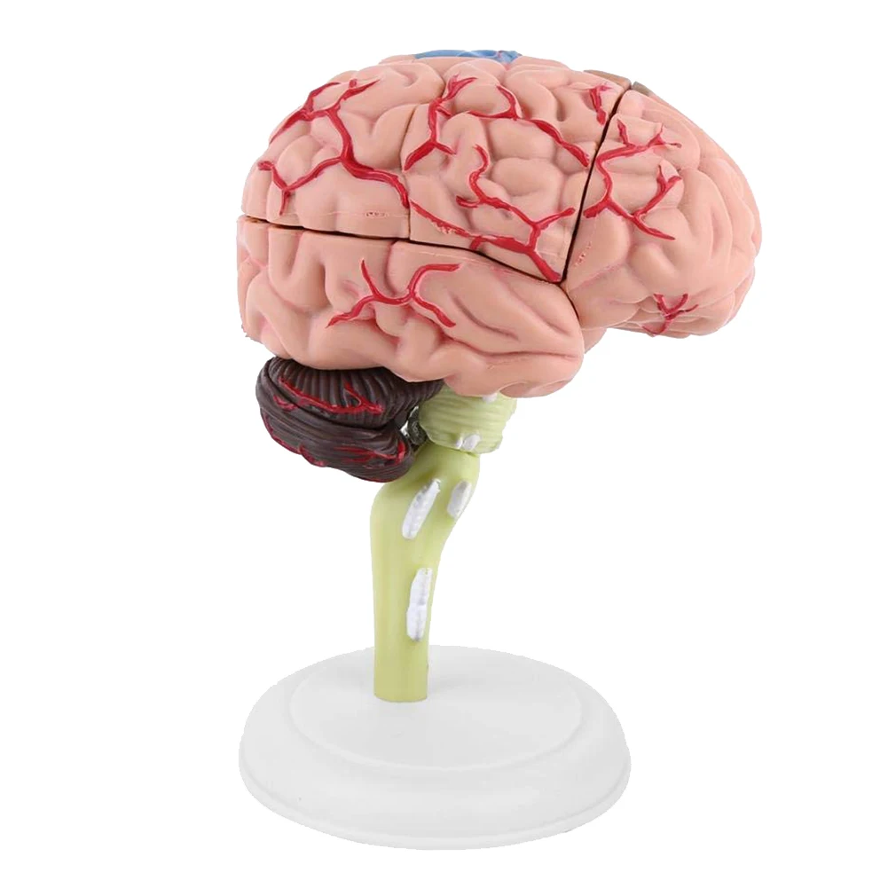 4D Brain Model Brain Model Structural Anatomy Teaching Learning Tool GDeals
4D Brain Model Brain Model Structural Anatomy Teaching Learning Tool GDeals