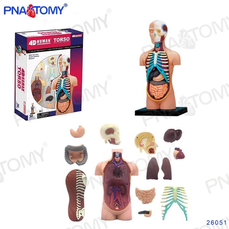 Human Torso Anatomical Model Skeleton Detachable DIY Toy Educational Equipment With Manual 4D MASTER 32 PCS Body Anatomy 
Human Torso Anatomical Model Skeleton Detachable DIY Toy Educational Equipment With Manual 4D MASTER 32 PCS Body Anatomy
