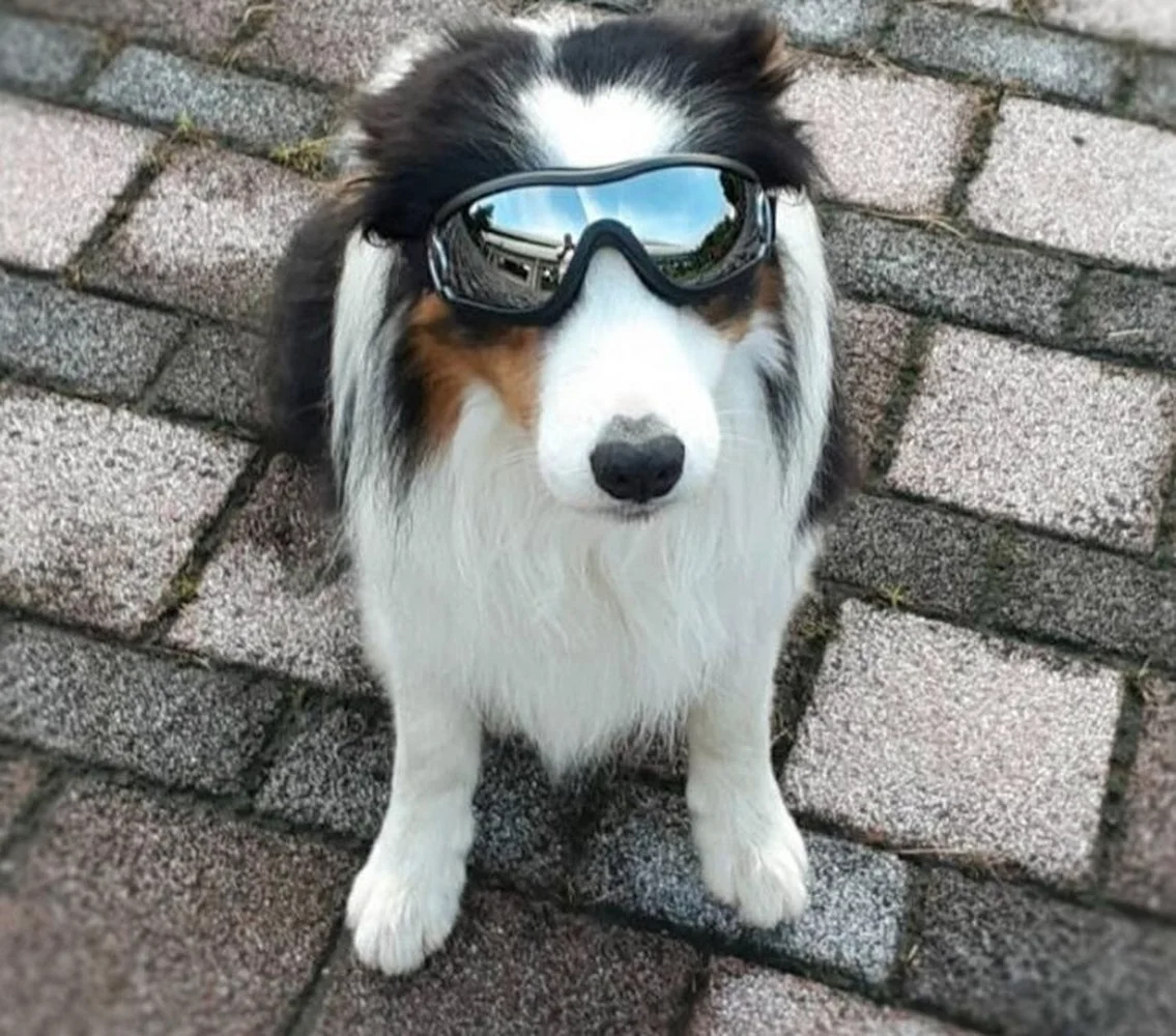 Лидер продаж, солнцезащитные очки для домашних питомцев, аксессуары для собак 
Лидер продаж, солнцезащитные очки для домашних питомцев, аксессуары для собак