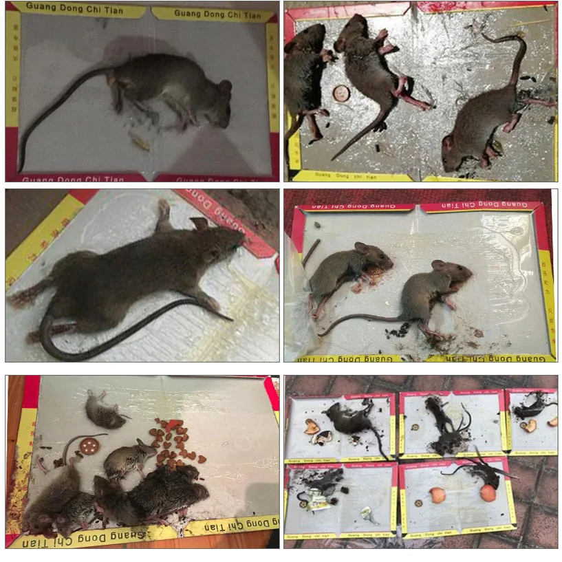 10 Pack Mouse Glue Traps Rat Trap Mouse Glue Boards Mice Trapper Rats Super Sticky Board Large Size Non-toxic Pest Control
10 Pack Mouse Glue Traps Rat Trap Mouse Glue Boards Mice Trapper Rats Super Sticky Board Large Size Non-toxic Pest Control