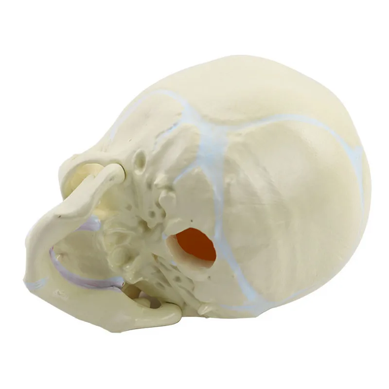 1:1 детский анатомический череп скелет модель Обучающие принадлежности для