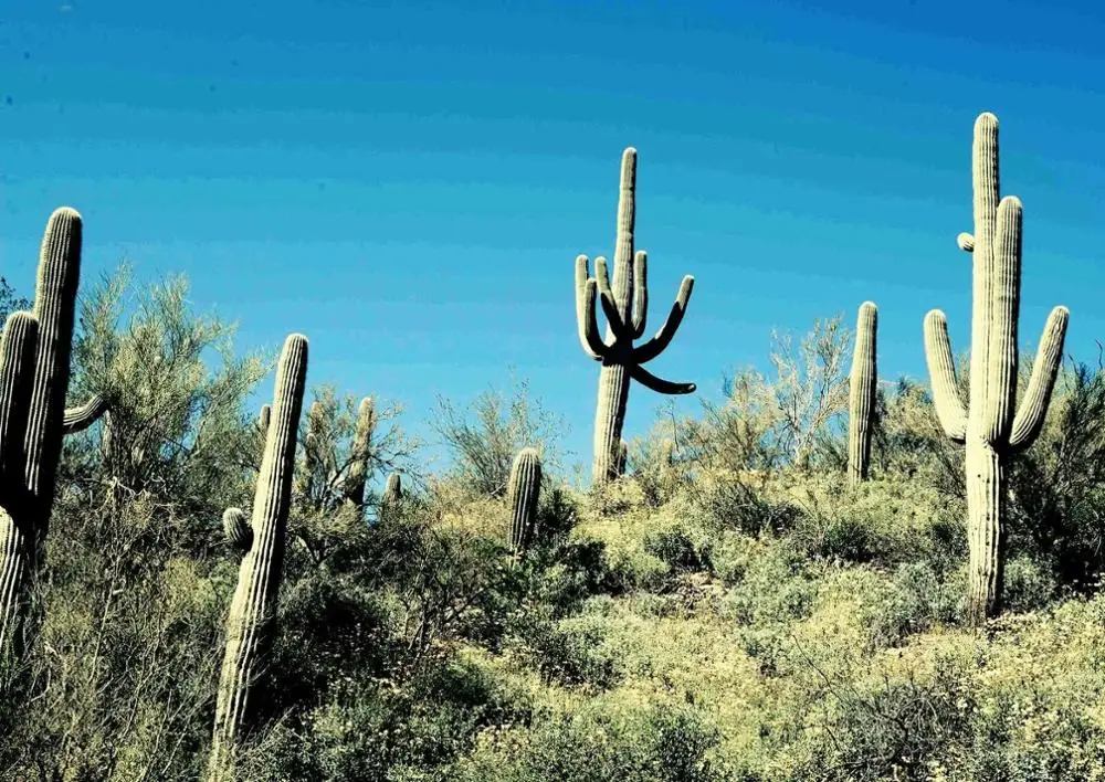 CACTUS - Cacti Plant Tree Picture Art Film Print Silk Poster Home Wall Decor 24x36inch
CACTUS - Cacti Plant Tree Picture Art Film Print Silk Poster Home Wall Decor 24x36inch