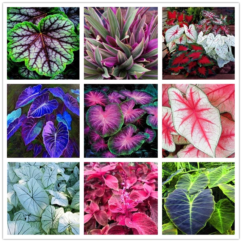 95Pcs Plant Heuchera Sanguinea Engelm Flower Seeds Garden Home Furniture Coleus Rainbow Flower Wood Bathroom Cabinet ZQ8-5
95Pcs Plant Heuchera Sanguinea Engelm Flower Seeds Garden Home Furniture Coleus Rainbow Flower Wood Bathroom Cabinet ZQ8-5
