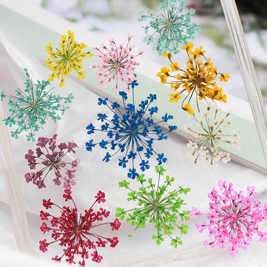 250pcs Pressed Dried 20-25mm Ammi Majus Flowers Plant Herbarium For Jewelry Postcard Invitation Card Phone Case Bookmark DIY
250pcs Pressed Dried 20-25mm Ammi Majus Flowers Plant Herbarium For Jewelry Postcard Invitation Card Phone Case Bookmark DIY