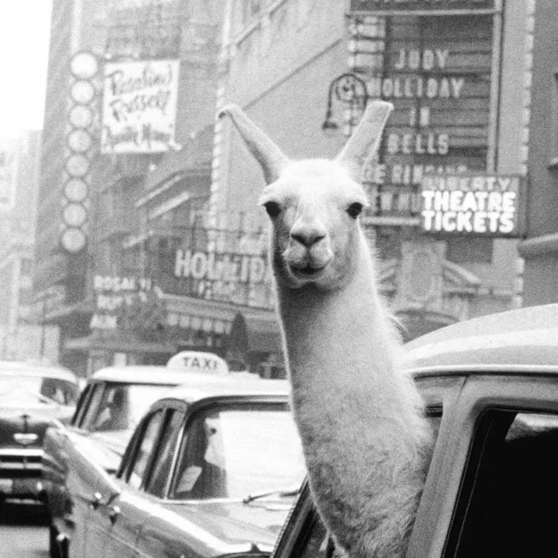 Modern Canvas Paintings Wall Picture Framless Animal Wall Arts Aesthetic Room Decor Living Room Posters Bedroom Wall Decoration
Modern Canvas Paintings Wall Picture Framless Animal Wall Arts Aesthetic Room Decor Living Room Posters Bedroom Wall Decoration