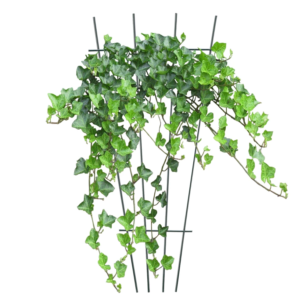 Fan Garden Trellis Gardening Climbing Frame Vine Support Ladder Black Iron 40*18*1cm Durable Rustproof 40 * 18 * 6cm Brackets
Fan Garden Trellis Gardening Climbing Frame Vine Support Ladder Black Iron 40*18*1cm Durable Rustproof 40 * 18 * 6cm Brackets