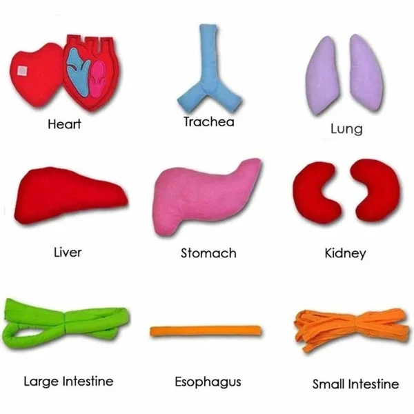 Newly Montessori Early Education Children Three-Dimensional Simulated Organ Apron Science Physiological Education 3D Apron MK
Newly Montessori Early Education Children Three-Dimensional Simulated Organ Apron Science Physiological Education 3D Apron MK
