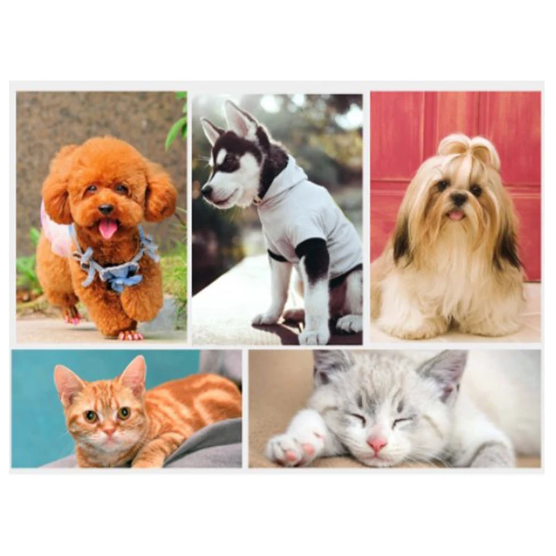 Pet Bath Brush Rubber Comb Hair Removal Brush Pet Dog Cat Grooming Cleaning Glove Massage Pet Hair Care Tool
Pet Bath Brush Rubber Comb Hair Removal Brush Pet Dog Cat Grooming Cleaning Glove Massage Pet Hair Care Tool