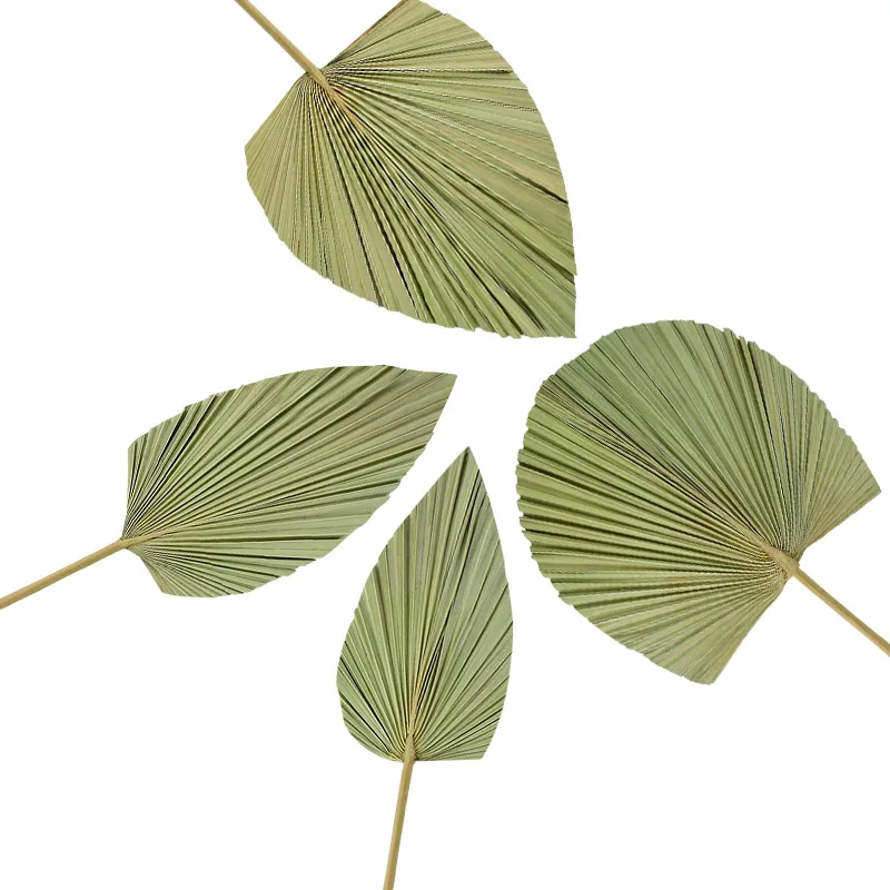 1P Dry Palm Fan Leaf Window Reception Art Wall Hanging DIY Flower Arrange Material Wedding Party Arch Layout Home Garden Decor
1P Dry Palm Fan Leaf Window Reception Art Wall Hanging DIY Flower Arrange Material Wedding Party Arch Layout Home Garden Decor