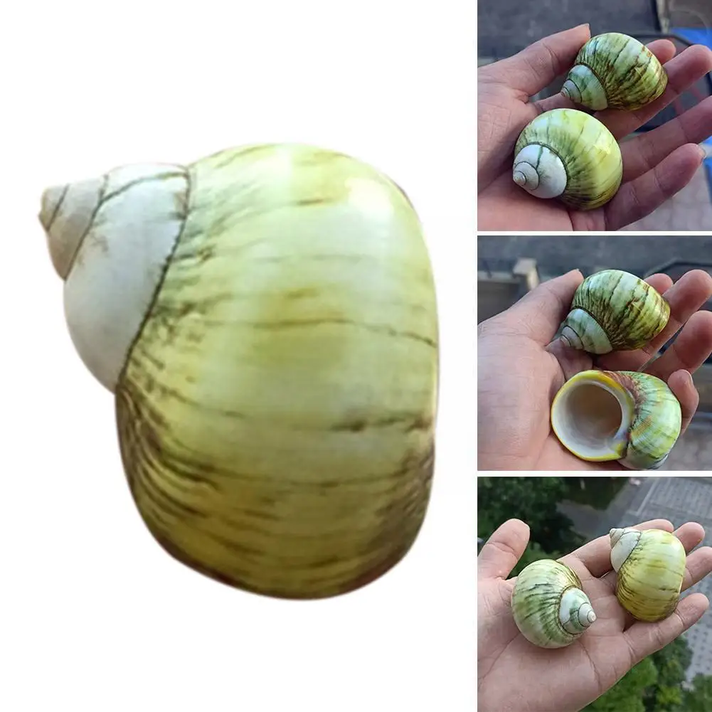 5-6cm Natural Yellow Turban Conch Shells Turbo Seashell Aquarium Ornament Landscaping Fish Snail Specimen Hermit Tanks N7c7
5-6cm Natural Yellow Turban Conch Shells Turbo Seashell Aquarium Ornament Landscaping Fish Snail Specimen Hermit Tanks N7c7