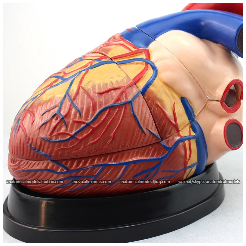 12486 / Giant Human Heart Anatomical Model w/ Base (3parts),Medical Science Educational Teaching Anatomical Models
12486 / Giant Human Heart Anatomical Model w/ Base (3parts),Medical Science Educational Teaching Anatomical Models