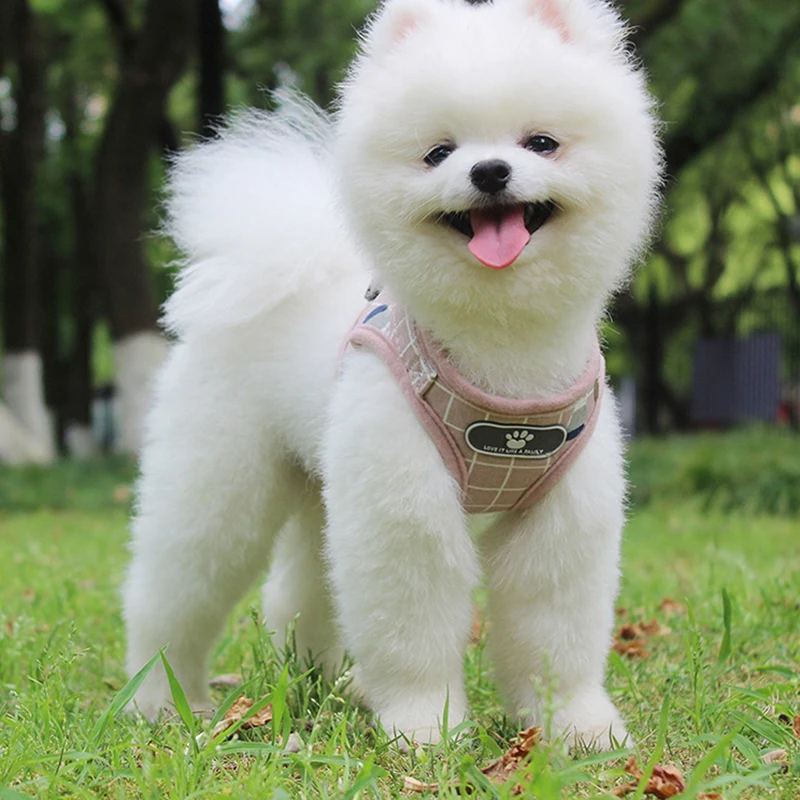 Pet Clothes For Small Dogs Nylon Mesh Kitten Puppy Reflective Dogs Harness And Leash Set Dogs Vest Harness Leads
Pet Clothes For Small Dogs Nylon Mesh Kitten Puppy Reflective Dogs Harness And Leash Set Dogs Vest Harness Leads