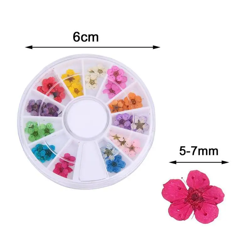 12-color Five-petal Dried Flower Small Boxed Disc 24 Three-dimensional Piece Nail Small Jewelry Nail Dried Disc Flower W7B5
12-color Five-petal Dried Flower Small Boxed Disc 24 Three-dimensional Piece Nail Small Jewelry Nail Dried Disc Flower W7B5
