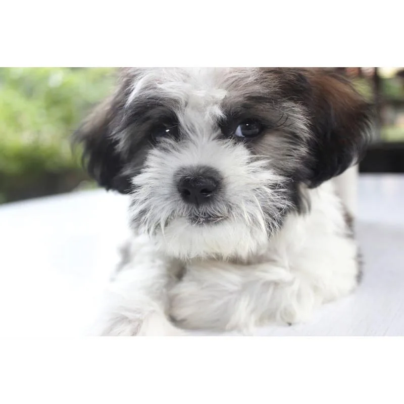 New Arrival Shih Tzu Cute Dog Canvas Poster Custom Canvas Fabric Painting Poster Home Decor Cloth Fabric Wall Art Poster
New Arrival Shih Tzu Cute Dog Canvas Poster Custom Canvas Fabric Painting Poster Home Decor Cloth Fabric Wall Art Poster