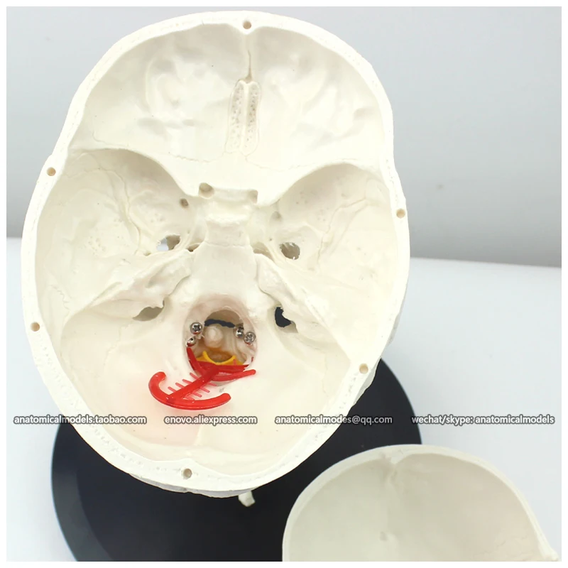 12332 / Human Anatomy Skull on Cervical Vertebrae/Spine Anatomical Model, Medical Science Teaching Anatomical Models
12332 / Human Anatomy Skull on Cervical Vertebrae/Spine Anatomical Model, Medical Science Teaching Anatomical Models