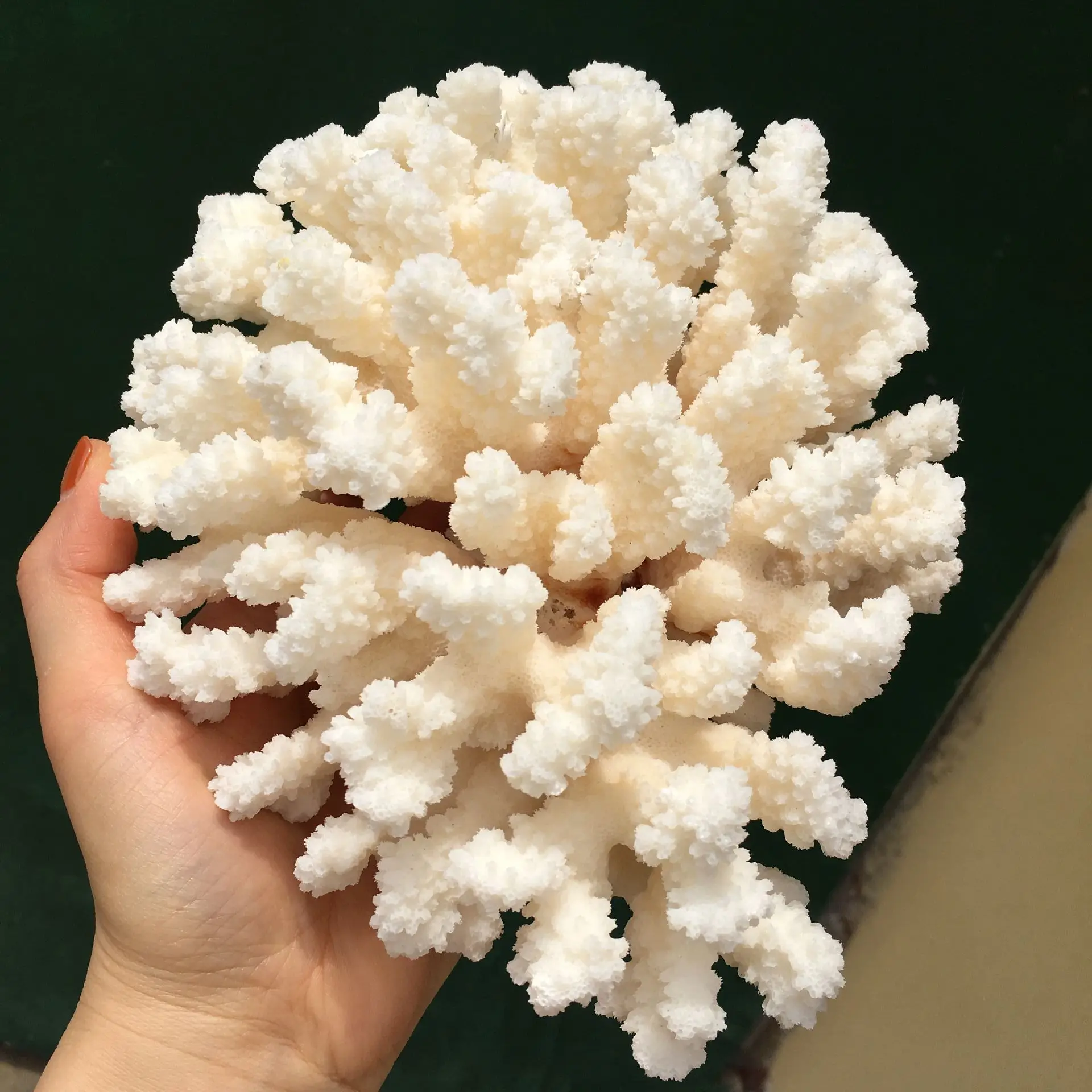 

1PCS 100% Natural Coral Sea White Coral Tree White Coral Aquarium Landscaping Home Furnishing Ornaments Home Decoration