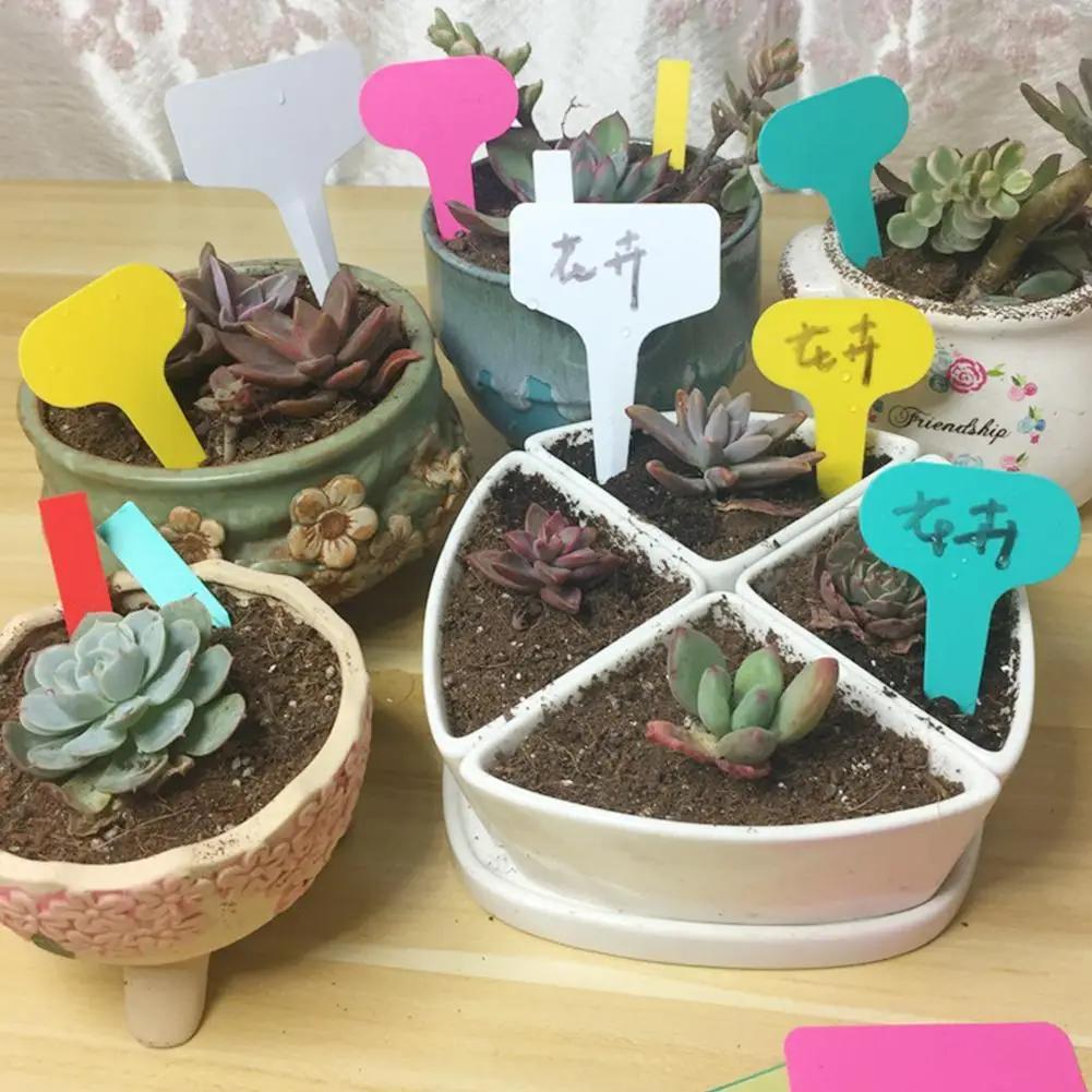 20pcs Garden Colorful Labels Plant Classification Sorting Tag Ticket Sign Gardening Sign Plate Board Writing Plastic C2N9
20pcs Garden Colorful Labels Plant Classification Sorting Tag Ticket Sign Gardening Sign Plate Board Writing Plastic C2N9
