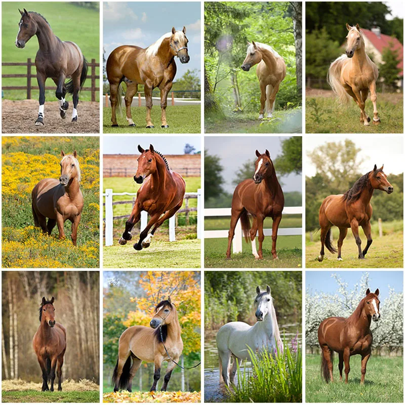 5D Diy Diamond Painting Horse Full Square Drill Diamond Embroidery Animals Picture Mosaic Rhinestone Wall Art Home Decor
5D Diy Diamond Painting Horse Full Square Drill Diamond Embroidery Animals Picture Mosaic Rhinestone Wall Art Home Decor