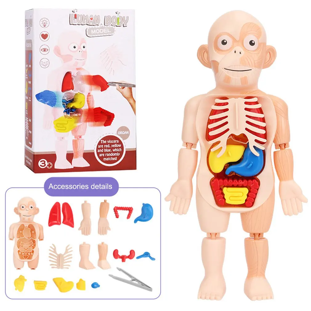 Diy Educational Toy Kit Body Organs Medicine Teaching Tools 3D Montessori Puzzle Human Body Anatomy Model
Diy Educational Toy Kit Body Organs Medicine Teaching Tools 3D Montessori Puzzle Human Body Anatomy Model