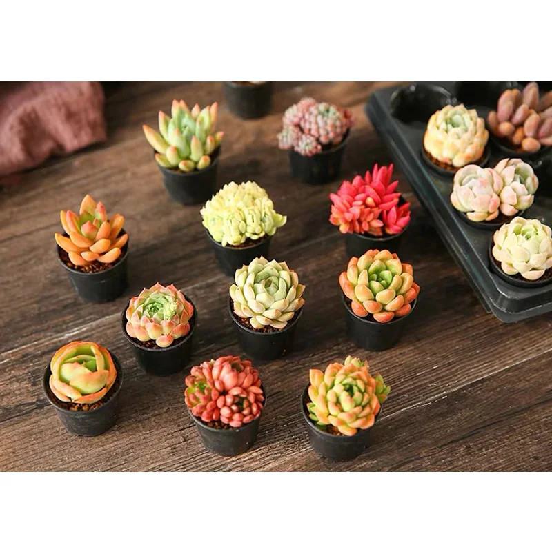 16/12/7 Pcs Mini Garden Hand Tools Sets Succulent Plants Planting Bonsai Tools Succulent Plants Planting Tools-30
16/12/7 Pcs Mini Garden Hand Tools Sets Succulent Plants Planting Bonsai Tools Succulent Plants Planting Tools-30