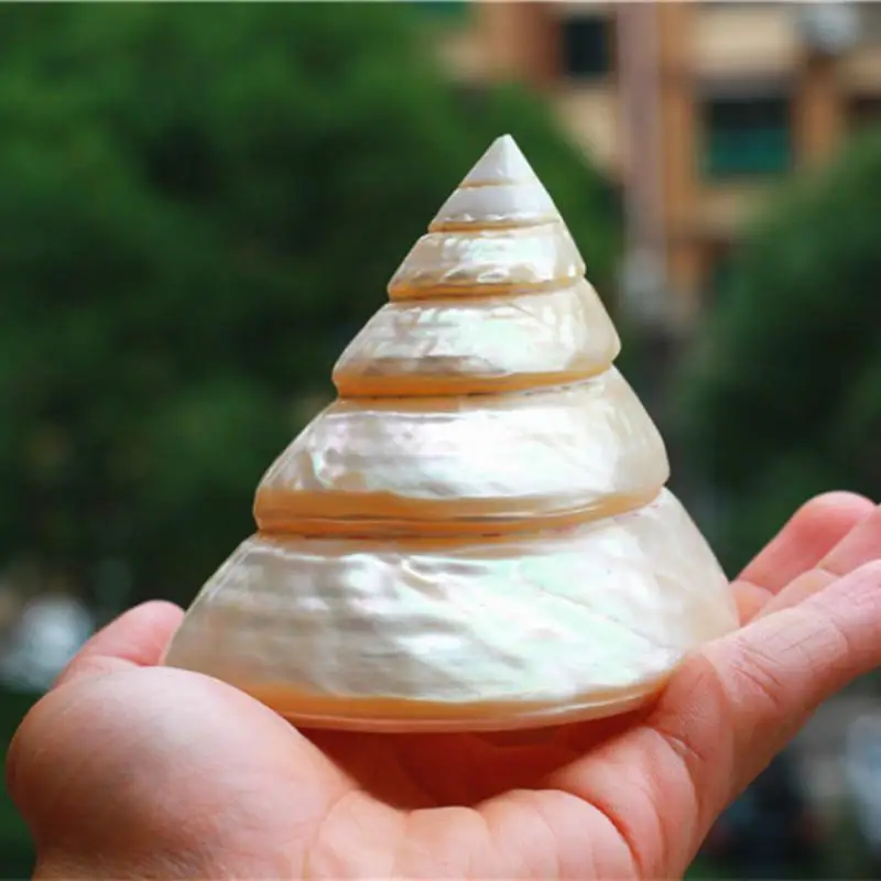 natural conch shells spiral tower spiral collection of gift Home Decoration giant clam shells sea shells decoration home
natural conch shells spiral tower spiral collection of gift Home Decoration giant clam shells sea shells decoration home